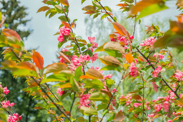 pink flowers on a branch