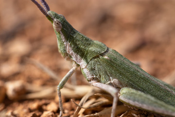 Pyrgomorpha conica, great green cricket. green grasshopper. Macro view insect in wildlife
