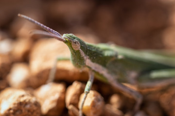 Pyrgomorpha conica, great green cricket. green grasshopper. Macro view insect in wildlife