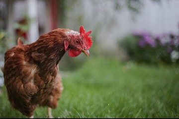 Hens feed on the traditional rural barnyard. Hen standing in grass on rural garden in countryside. Close up of chicken standing at barn yard with chicken coop. Free range poultry farming