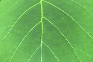 green leaf texture