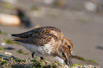 Dunlin, (Calidris alpina) looking for food on the sea.