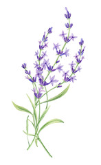 Hand drawn watercolor botanical illustration of Lavender on white background.