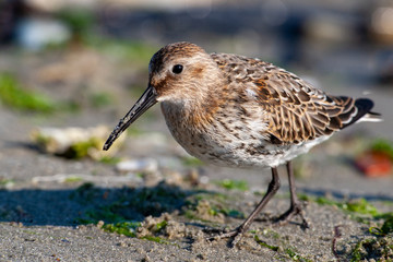 Dunlin, (Calidris alpina) looking for food on the sea.