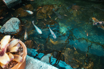 fishes in the water