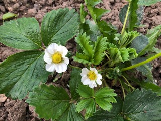 strawberry plant with flowers in the sun
