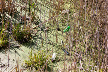 Plastic garbage pollution in a forest in Latvia