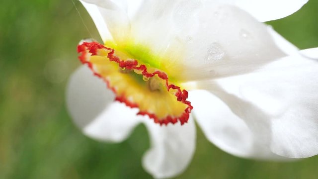 White narcissus flower with raindrops in nature 