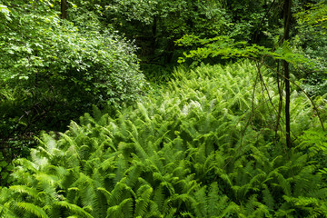 Fototapeta premium undergrowth with fern leaves seen from above