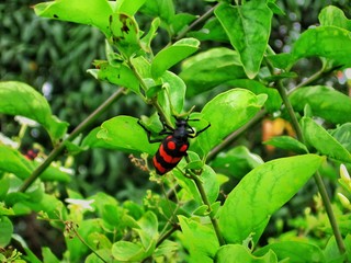 ladybug on a leaf