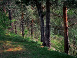 Taiga trail along the pines in the shade. Diagonal angular composition. Spring.