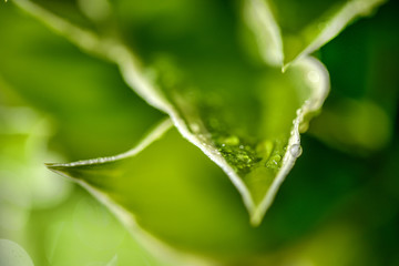 green leaves and beautiful purple flowers in sunshine at garden, close view 