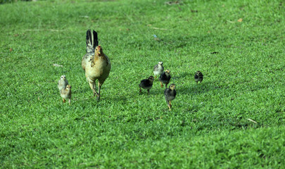 hen in the grass or little hen group