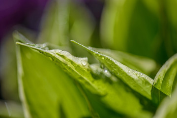 dew drops on beautiful green leaves in sunshine at garden 