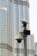 The urban video surveillance system on which the pigeon sits.