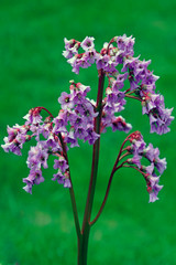 Flowers of incense in the month of May. Spring mood