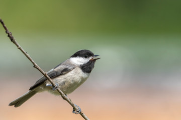 Carolina Chickadee Perched on branch