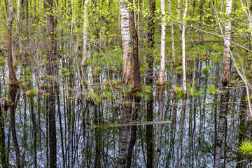 Birch trees in a swamp in Latvia, Latgale
