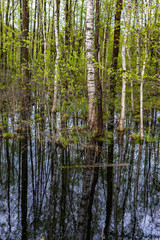 Birch trees in a swamp in Latvia, Latgale