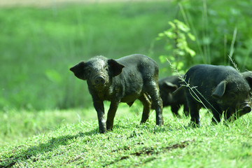 black pig on out door 