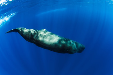 Sperm whales swimming underwater in ocean near Mauritius.