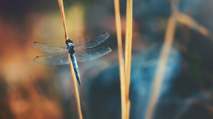 Beautiful blue dragonfly on a blurred background