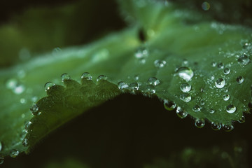 Dew drops on a green sheet.