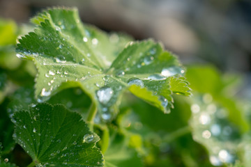 rain drops on leaf