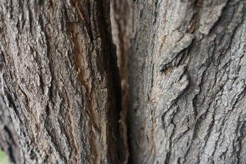 tree bark texture