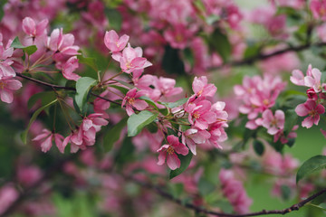 
blooming apple tree