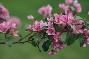 
blooming apple tree