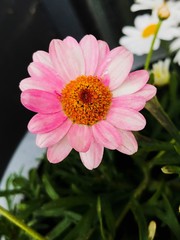 Obraz premium Colorful spring flower pots with pink and white flowers, chamomile flowers, daisies.