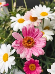Obraz premium Colorful spring flower pots with pink and white flowers, chamomile flowers, daisies.