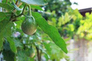 single eggplant on tree with green leaves.