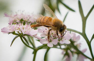 honeybee on flower in spring time