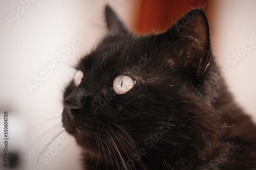 Portrait Of Thick Long Hair Black Chantilly Tiffany Cat Relaxing In The House Close Up Of Fat Tomcat With Stunning Big Eyes Sitting At Home Alone Wall Mural Alo Lukasbeno