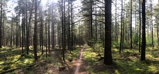 Fototapete bei efototapeten.de bestellen   