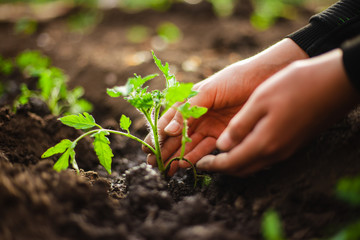 Closeup of a tomato seedling in the hands of a young boy ready to plant it into the soil at the garden. Home grown vegetables and healthy food care. Horticulture and home garden concept.