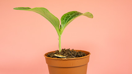 Home plant in a flower pot with large leaves.