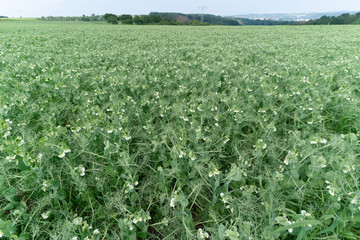 Fototapeta na wymiar Green field of flowering peas