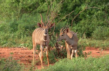  Kudu antelope in the wild