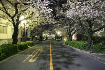 深夜の夜桜の並木通り