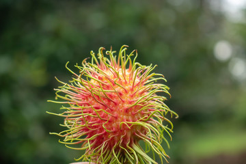 Red rambutan. rambutan sweet delicious fruit.background of fresh Thai rambutans. red and green. selective focus.