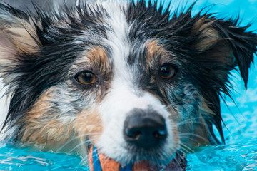 Swimming Dog