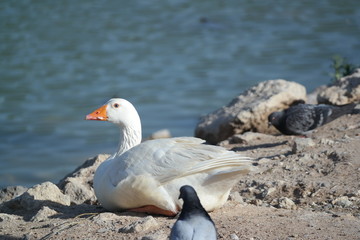 duck on the beach