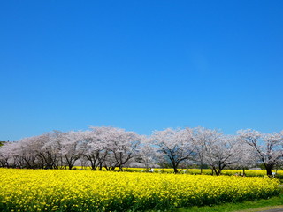 菜の花