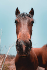caballo mirando la camara