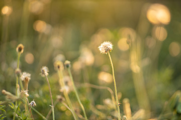 Soft focus of flower grass with light relax at morning time. Grass background.