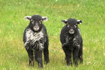 lamb and lamb in the field