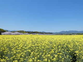 菜の花